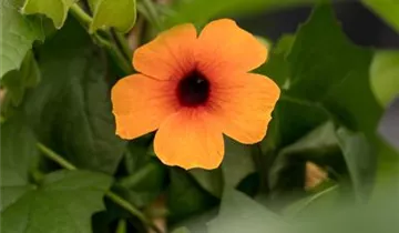 1A Garten Ammer