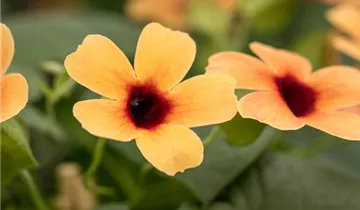 1A Garten Ammer