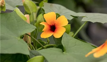 1A Garten Ammer