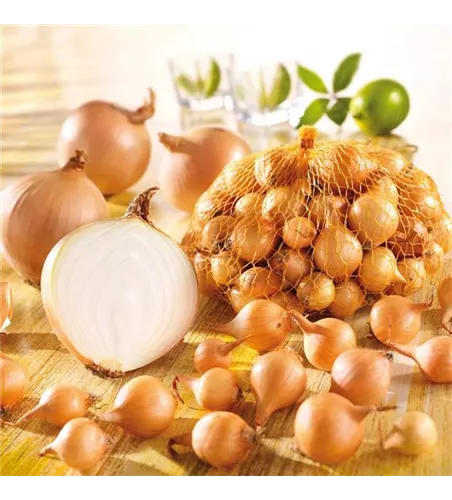 Kiepenkerl Zwiebel 'Stuttgarter Riesen'