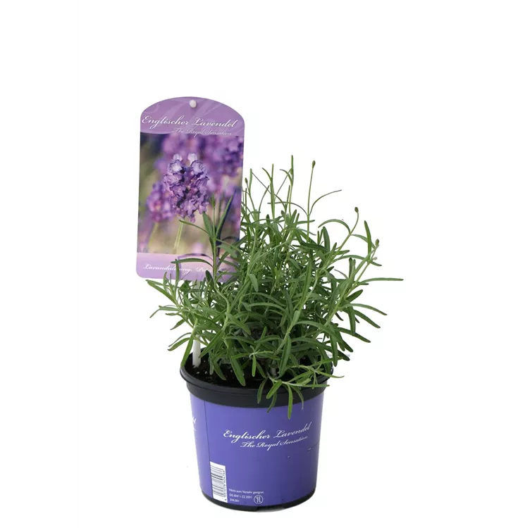 Lavendel