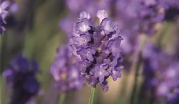 Bildvorschau