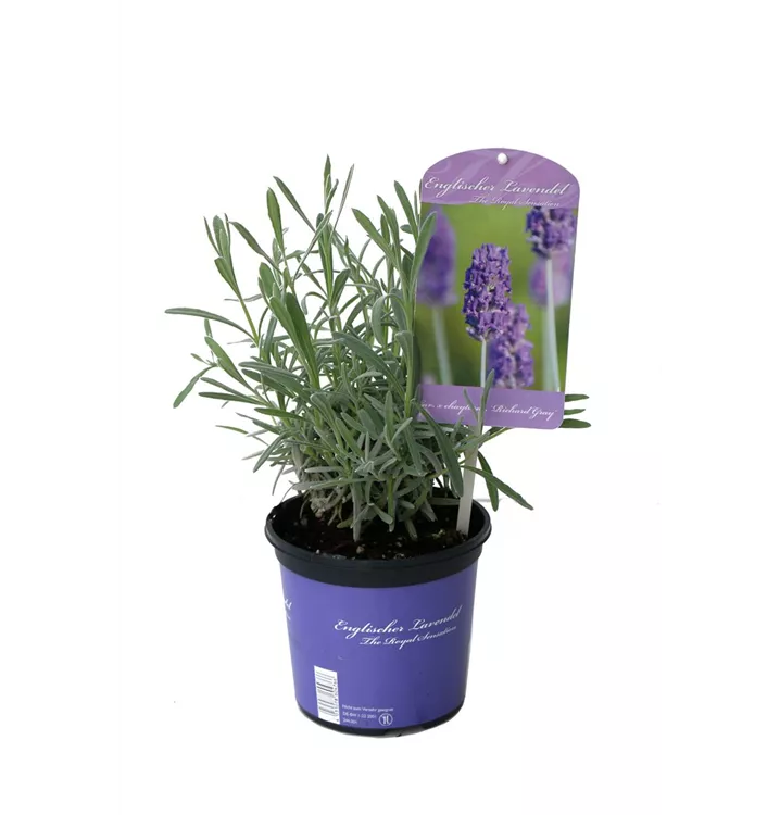Lavendel