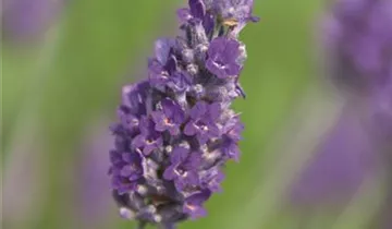 Bildvorschau