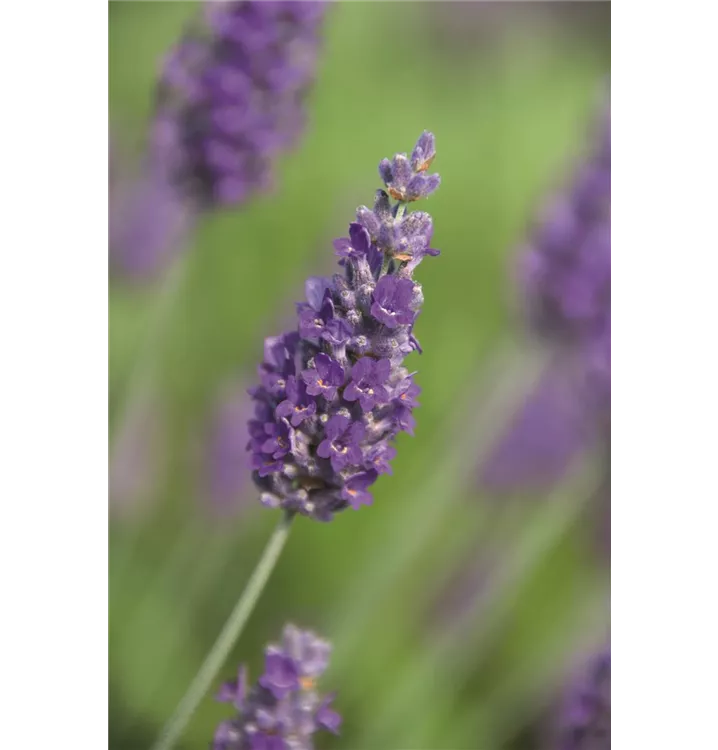 Lavendel