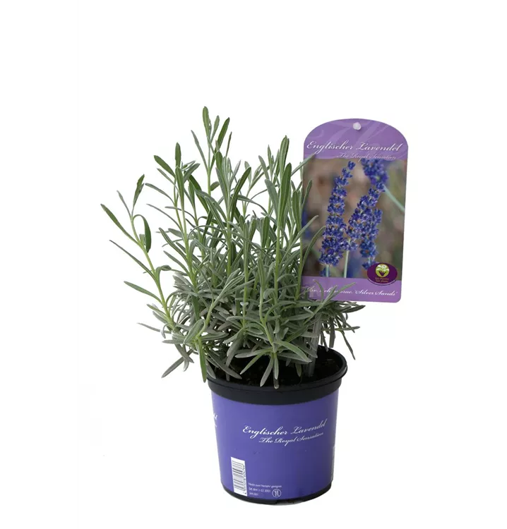 Lavendel