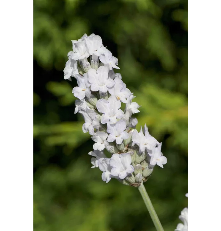 Lavendel