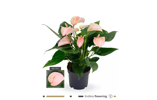 Flamingoblume 'KARMA Joli Peach'