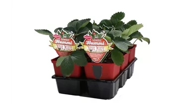 1A Garten Ammer