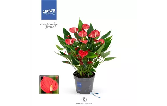 Flamingoblume 'KARMA Million Flowers'