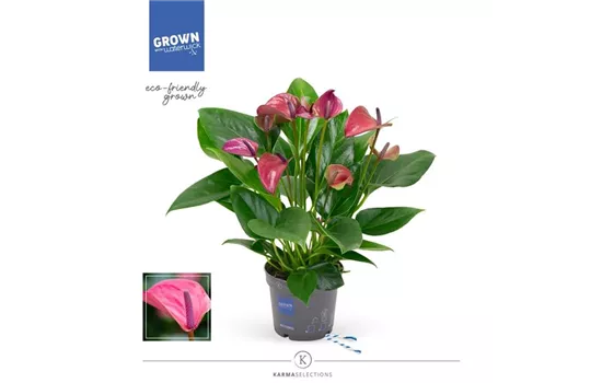 Flamingoblume 'KARMA Purple'