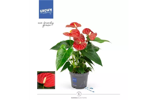 Flamingoblume 'KARMA Red'
