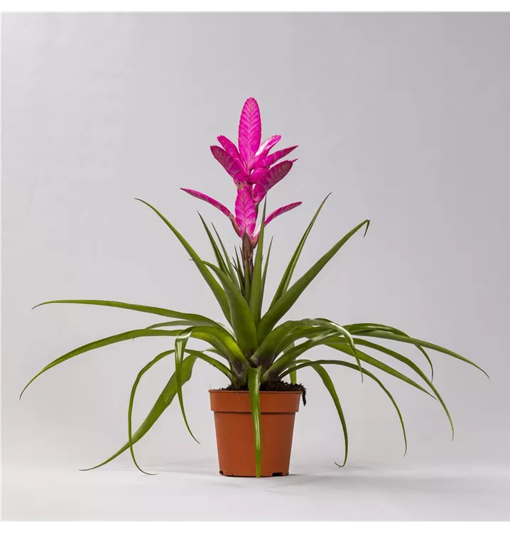 Tillandsia 'Antonio'