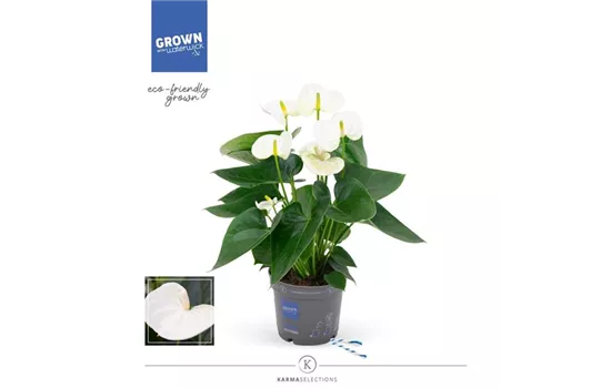Flamingoblume 'KARMA White'