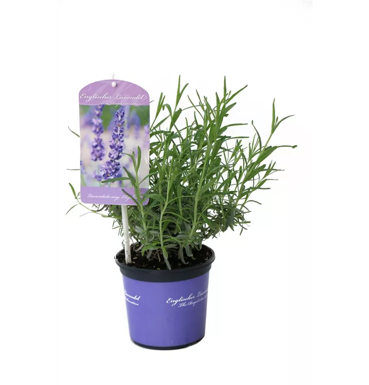 Lavendel
