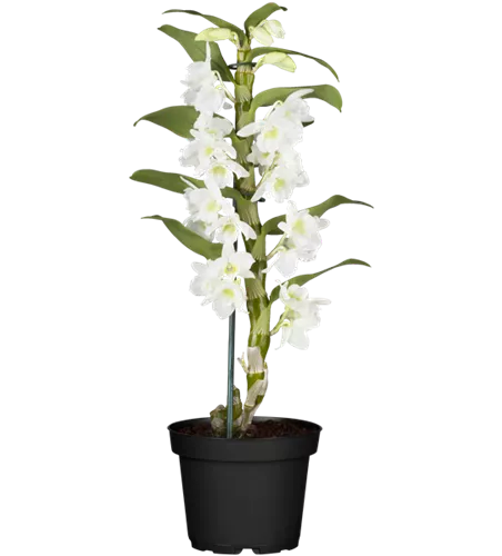 Dendrobium nobile, weiß