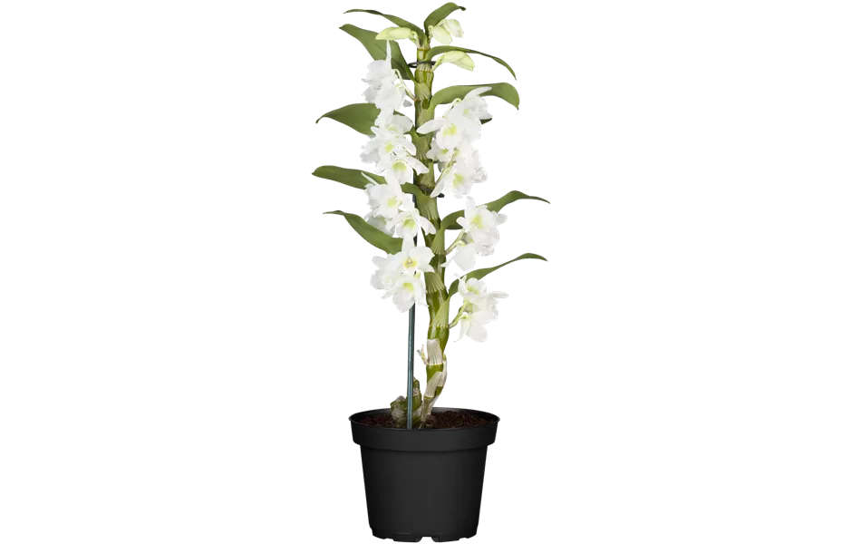 Dendrobium nobile, weiß
