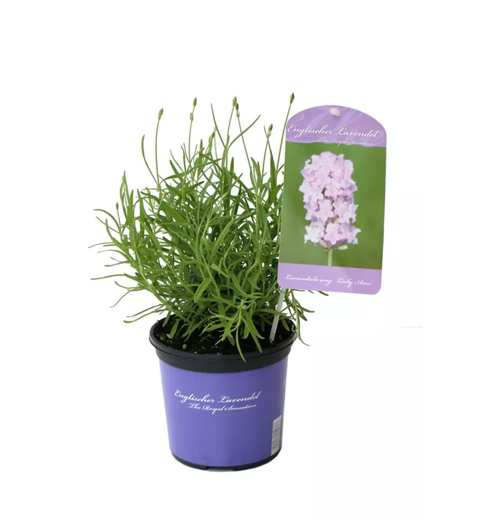 Lavendel