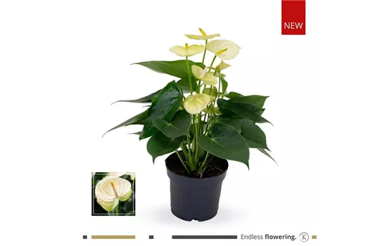 Flamingoblume 'KARMA Lime Vanilla'