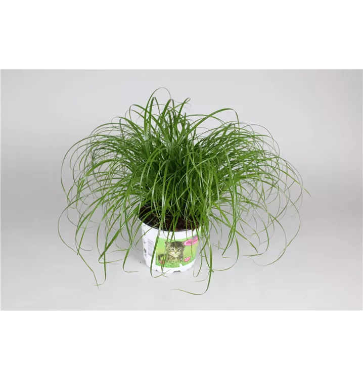 Cyperus zumula