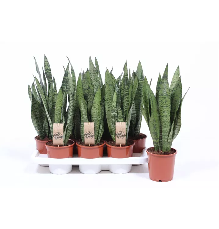 Sansevieria zeylanica