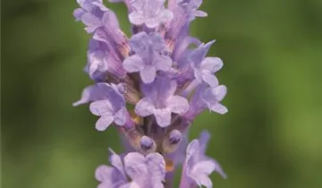 Bildvorschau
