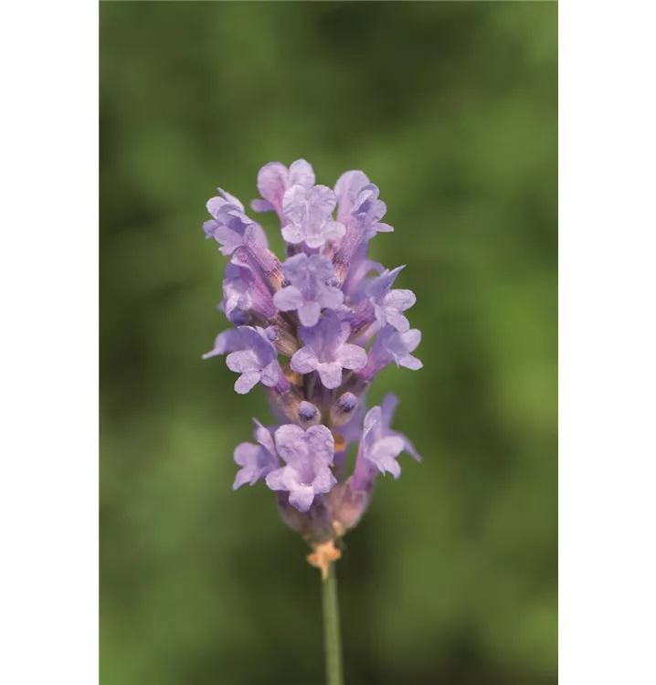 Lavendel
