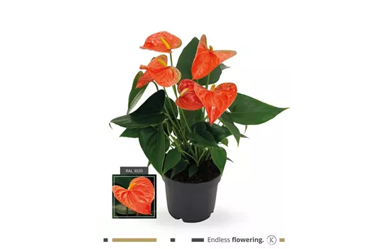 Flamingoblume 'KARMA Orange'