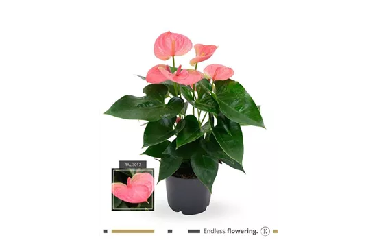 Flamingoblume 'KARMA Pink'