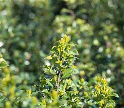 Immergrüne Laubgehölze für einzigartige Hecken und Gärten Immergrüne Laubgehölze für einzigartige Hecken und Gärten