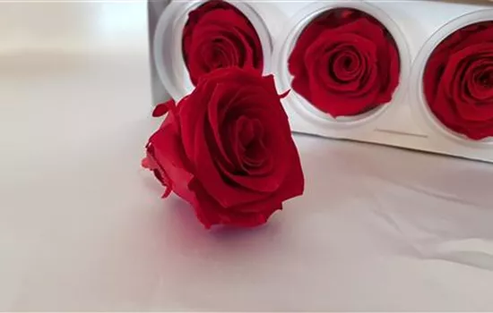Stabilisierte Rose