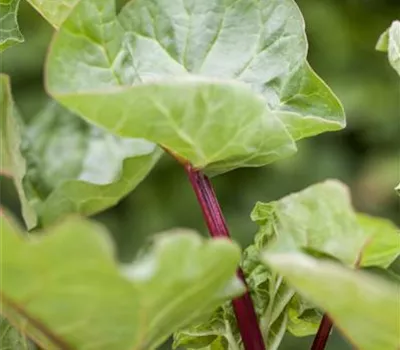 Rheum rhabarbarum