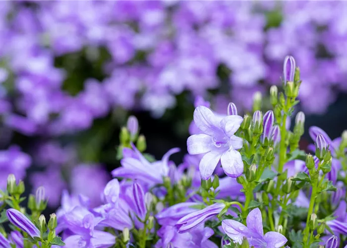 Winterharte Stauden für einen robusten und blühenden Garten
