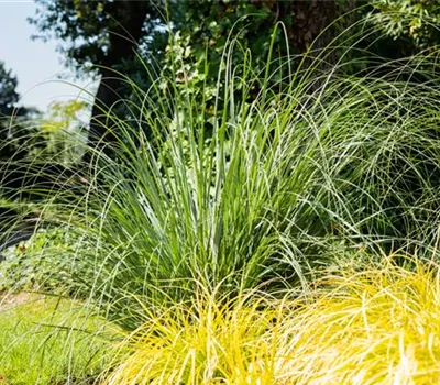 Gartengestaltung mit Gräsern – Filigrane Schönheiten für jeden Gartengestaltung mit Gräsern – Filigrane Schönheiten für jeden