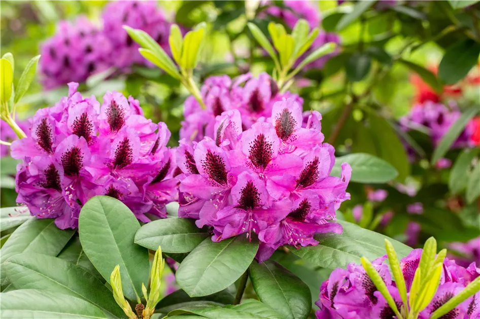 Schn und anspruchsvoll: Rhododendron pflanzen im eigenen Garten - 1A  Garten Ammer
