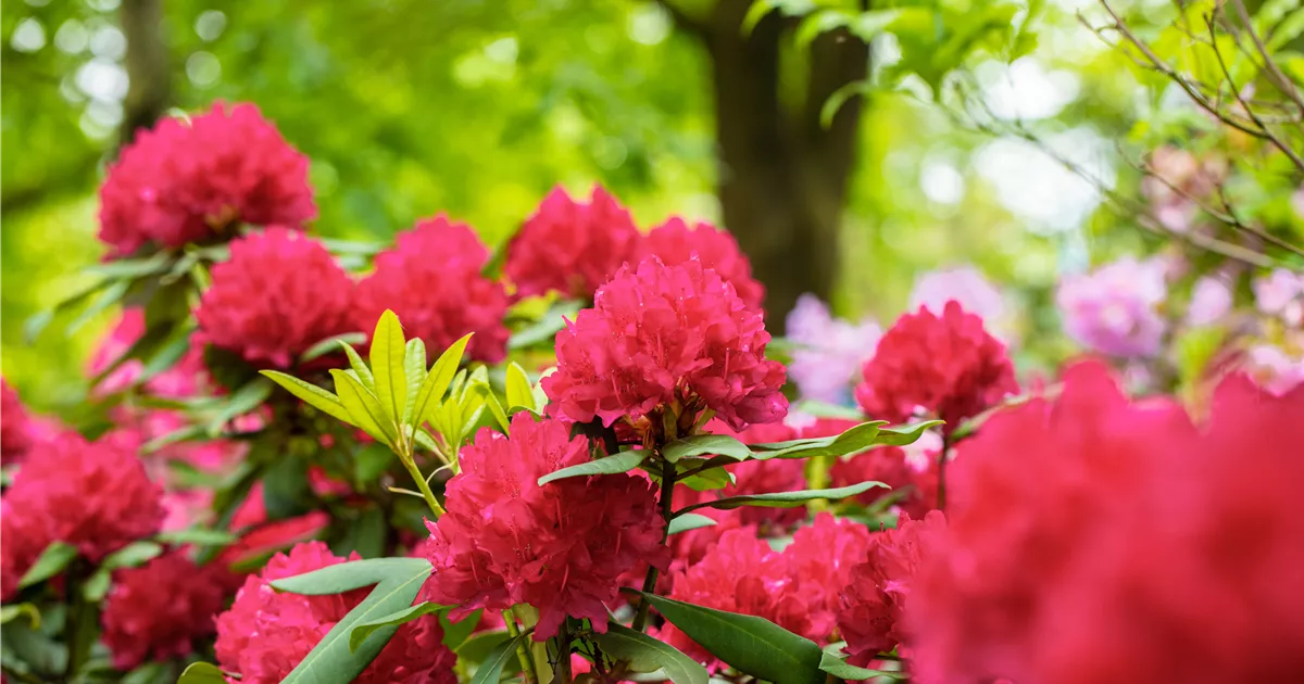 Schn und anspruchsvoll: Rhododendron pflanzen im eigenen Garten - 1A Garten  Ammer