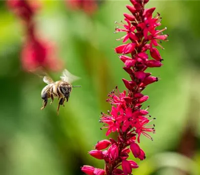 Bienenfreundliche Stauden - Leckere Snacks im Garten Bienenfreundliche Stauden - Leckere Snacks im Garten