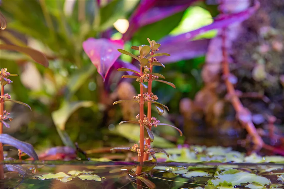 Beliebte Wasserpflanzen fr einen naturnahen Teich im Garten - 1A Garten  Ammer