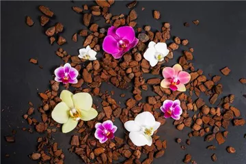 Für längere Blütezeit rechtzeitig Orchideen zurückschneiden 