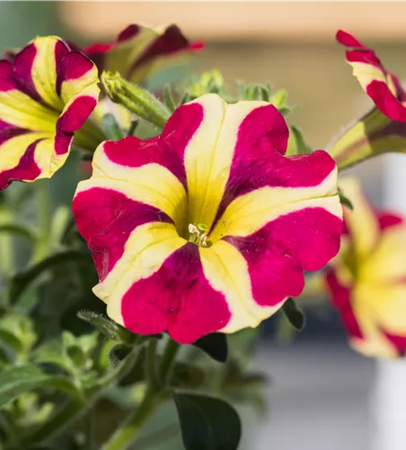 Petunia 'Amore™ Queen of Hearts'