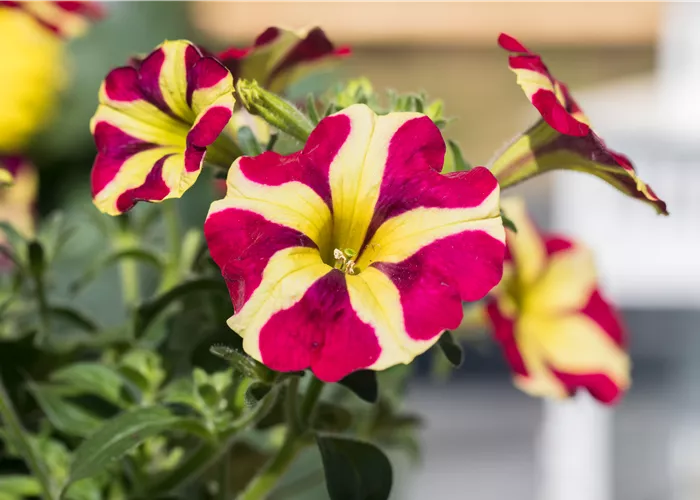 Petunia 'Amore™ Queen of Hearts'