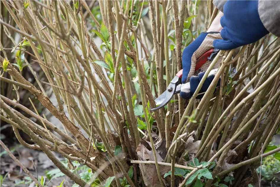 Hortensien schneiden ist gar nicht so einfach  oder doch? - 1A Garten Ammer