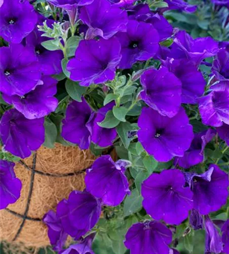 Petunia 'Surprise Cobalt Blue'