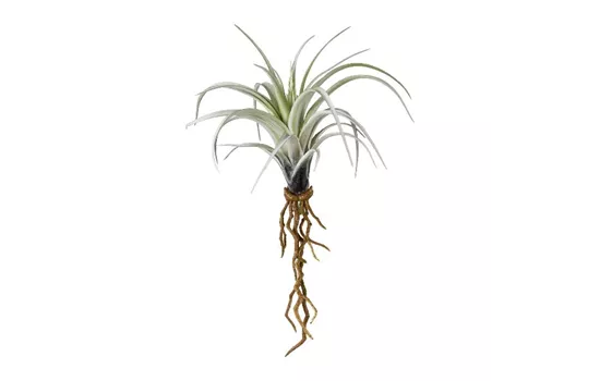 Minitillandsie mit Wurzeln 22cm Minitillandsie mit Wurzeln 22cm