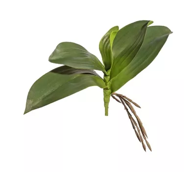 Orchideenlaub 25cm mit Wurzeln Orchideenlaub 25cm mit Wurzeln