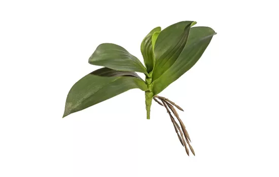 Orchideenlaub 25cm mit Wurzeln Orchideenlaub 25cm mit Wurzeln