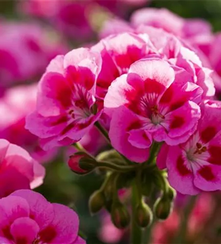 Pelargonium zonale 'Sunrise® Graziella'
