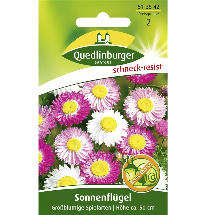 Rhodanthe chlorocephala ssp. rosea 'Großblumige Spielarten'