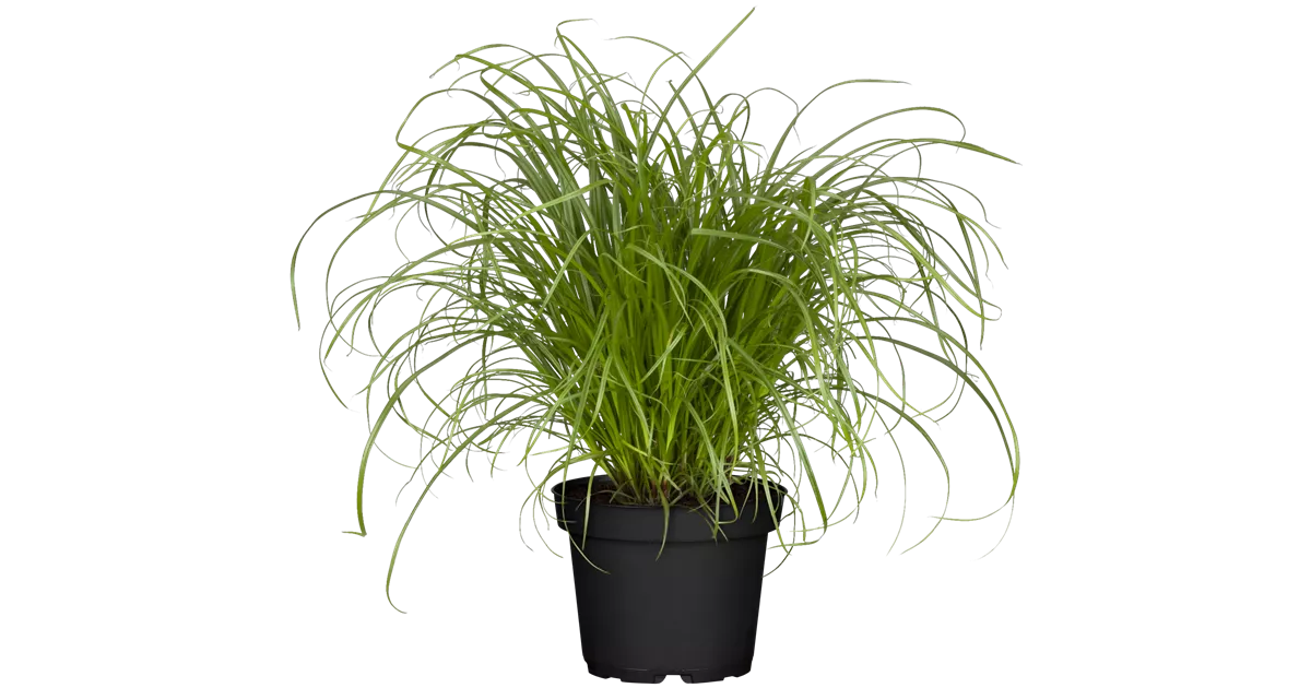 Cyperus zumula, Katzengras, Pflanzen Online und vor Ort kaufen - 1A Garten  Ammer