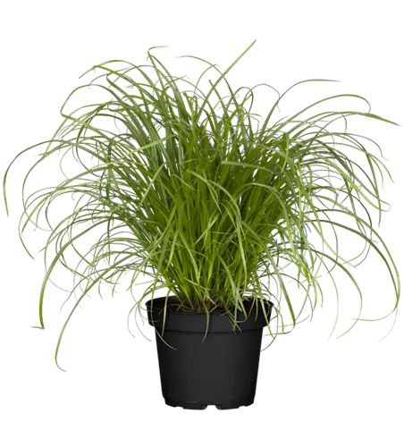Cyperus zumula